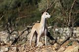 WHIPPET 143